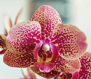 Pano-Orchidee - klein.jpg Pano-Orchidee - klein.jpg