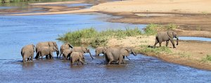 Letaba-500.jpg