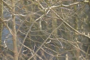 000184-CZJ-kipronar 1.jpg