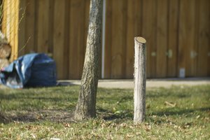 000194-CZJ-kipronar 1.jpg