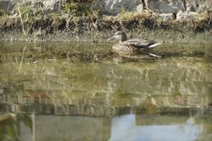 000192-CZJ-kipronar 1.jpg