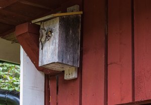 IMG_62281. vogel.jpg