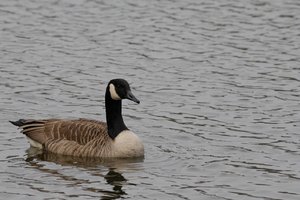 comp_D2X_7413.jpg comp_D2X_7413.jpg