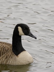 comp_D2X_7419.jpg comp_D2X_7419.jpg