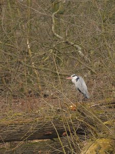 comp_D2X_7424.jpg comp_D2X_7424.jpg