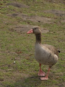 comp_D2X_7445.jpg comp_D2X_7445.jpg