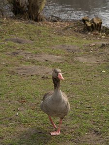 comp_D2X_7446.jpg comp_D2X_7446.jpg