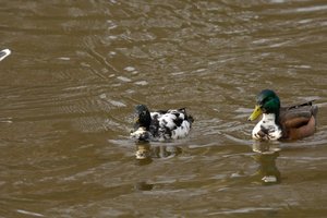 comp_D2X_7432.jpg comp_D2X_7432.jpg