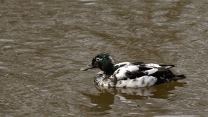 comp_D2X_7435.jpg comp_D2X_7435.jpg