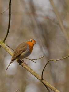 comp_D2X_7440 - Kopie.jpg comp_D2X_7440 - Kopie.jpg