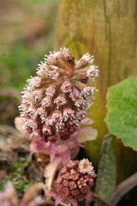 comp_D2X_7457.jpg comp_D2X_7457.jpg