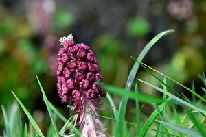 Bach-Pestwurz.jpeg Bach-Pestwurz.jpeg