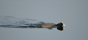 comp_DSC_3378.jpg comp_DSC_3378.jpg