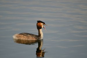 comp_DSC_3386.jpg comp_DSC_3386.jpg