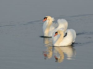 comp_DSC_3438.jpg comp_DSC_3438.jpg