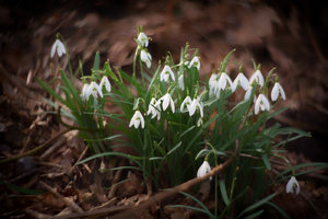 Schneeglöckchen_1400_500-1.jpg Schneeglöckchen_1400_500-1.jpg