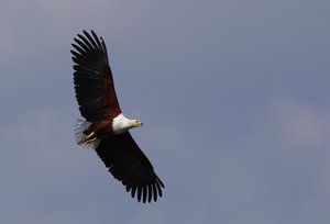 adler-fl-1000y.jpg adler-fl-1000y.jpg