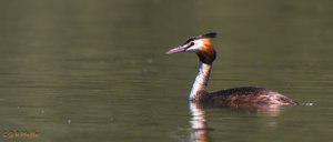 IMG_8062.jpg IMG_8062.jpg