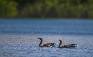 IMG_8221.jpg IMG_8221.jpg