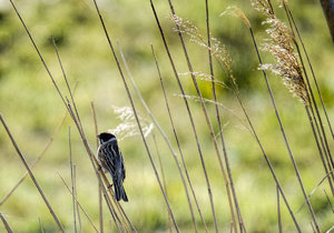 DSC_1514.jpg DSC_1514.jpg