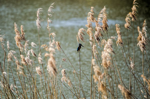 DSC_1694.jpg DSC_1694.jpg