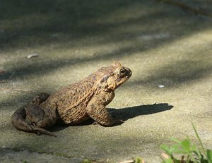 Erdkröte.jpg