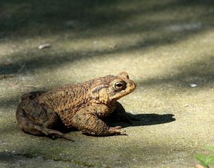 Erdkröte1.jpg