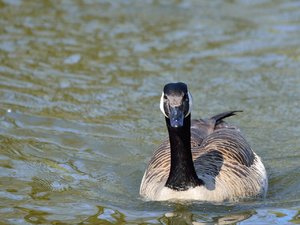 comp_DSC_3473.jpg comp_DSC_3473.jpg