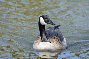 comp_DSC_3474.jpg comp_DSC_3474.jpg