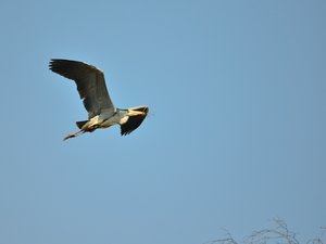 comp_DSC_3532.jpg comp_DSC_3532.jpg