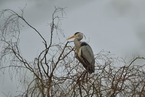 comp_DSC_3602.jpg comp_DSC_3602.jpg