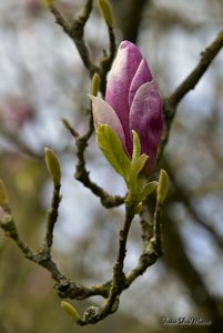 Small_DSC_6132.jpg Small_DSC_6132.jpg