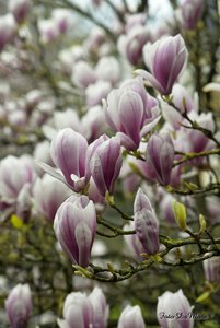 Small_DSC_6142.jpg Small_DSC_6142.jpg