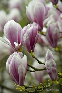 Small_DSC_6143.jpg Small_DSC_6143.jpg