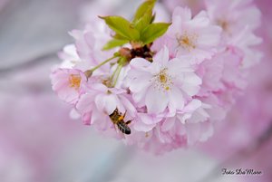 Small_DSC_6152.jpg Small_DSC_6152.jpg