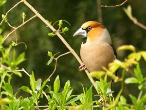 comp_DMC-GX7 - P1600456.RW2.jpg