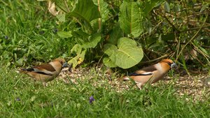 comp_DMC-GX7 - P1600509.RW2.jpg