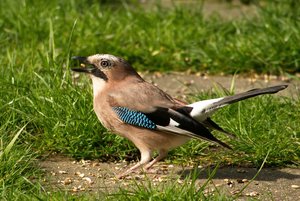 comp_DMC-GX7 - P1600547.RW2.jpg