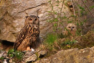 comp_DMC-GX7 - P1600351 (2).RW2.jpg comp_DMC-GX7 - P1600351 (2).RW2.jpg