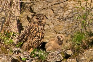 comp_DMC-GX7 - P1590896.RW2.jpg comp_DMC-GX7 - P1590896.RW2.jpg