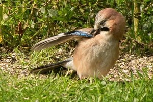 comp_DMC-GX7 - P1600832.RW2.jpg