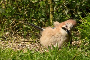 comp_DMC-GX7 - P1600892.RW2.jpg