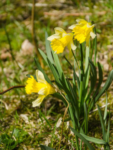 Narzissen Wanderweg 1.jpg