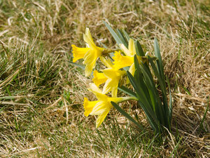 Narzissen Wanderweg 2.jpg