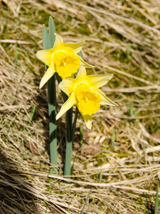 Narzissen Wanderweg 3.jpg