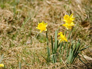Narzissen Wanderweg 4.jpg