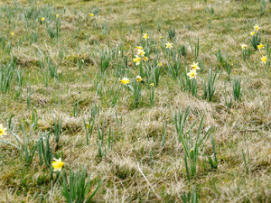 Narzissen Wanderweg 5.jpg