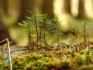 Narzissen Wanderweg 6.jpg