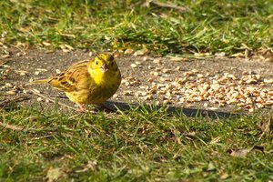 comp_DMC-GX7 - P1540612.RW2.jpg