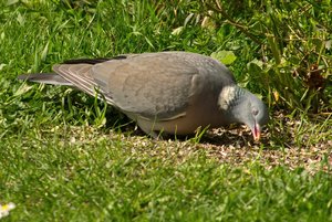 comp_DMC-GX7 - P1600915.RW2.jpg